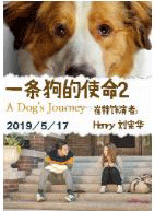 电影《一条狗的使命2》动物与人的使命和坚持